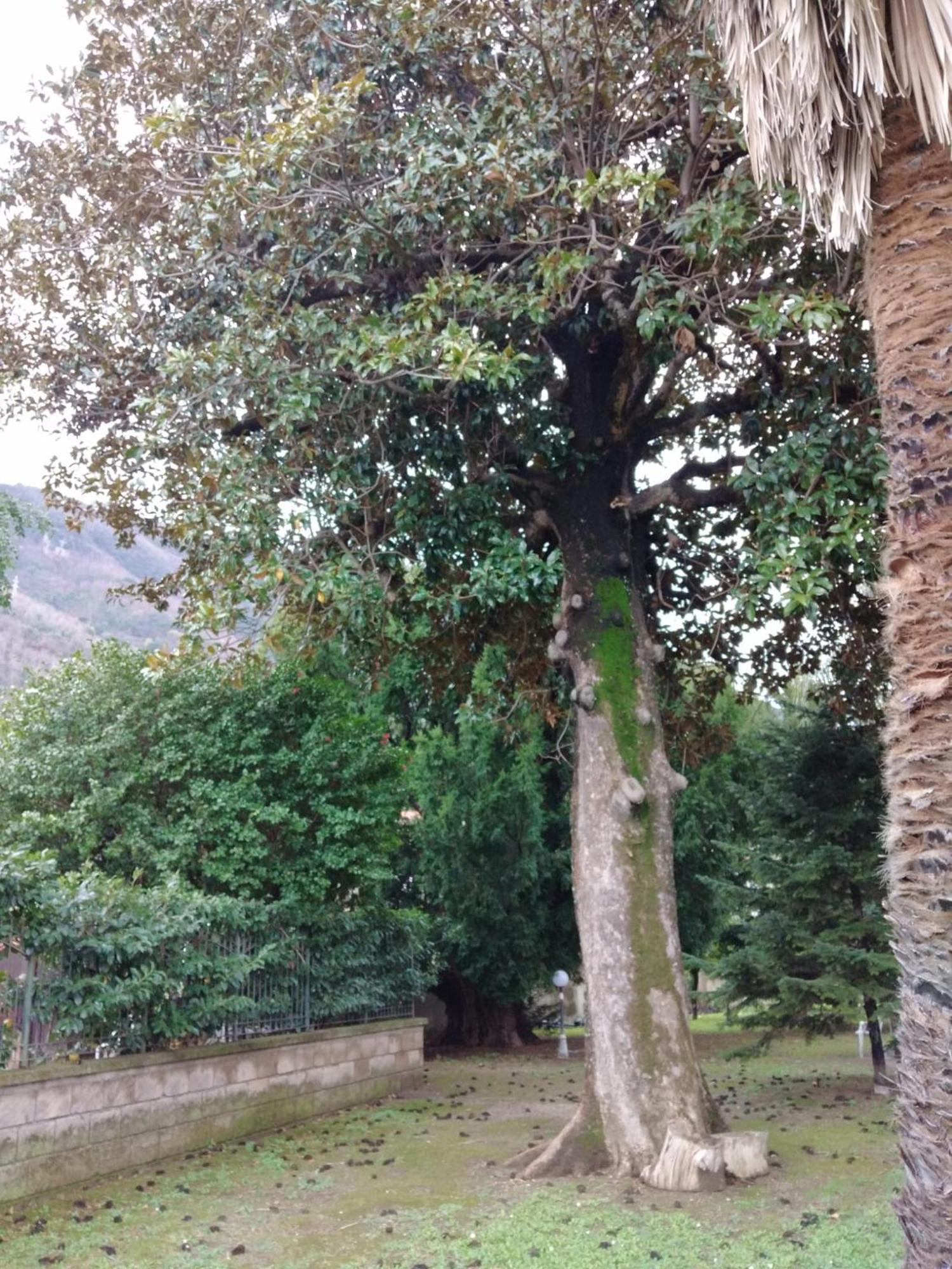 Villa Pellicano -Il Nido Castellammare di Stabia Kültér fotó